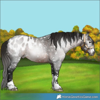 Horse Color:Gray Brown Roan Blanket 