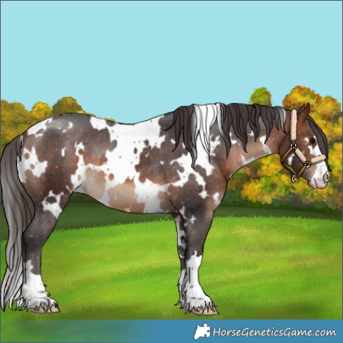 Horse Color:White Spotted Bay Varnish