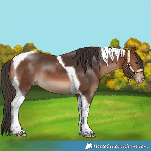 Horse Color:Bay Tobiano Varnish 