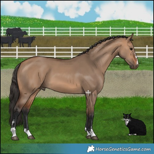 Horse Color:Bay Dun 