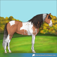 Horse Color:Bay Sabino Splash Tobiano 