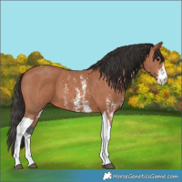 Horse Color:Bay Sabino Tobiano