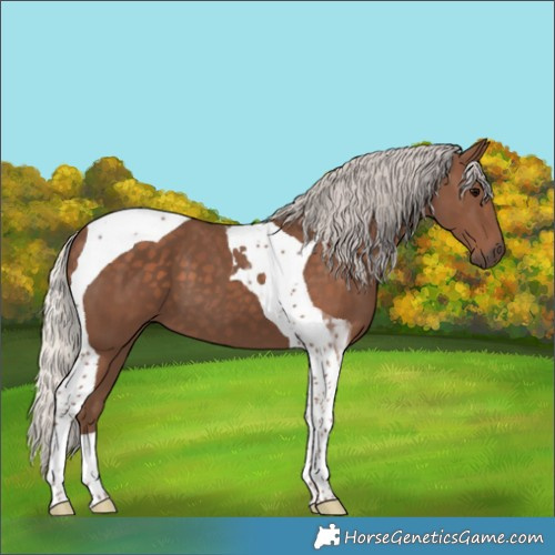 Horse Color:Silver Black Tobiano 