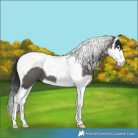 Horse Color:Grullo Splash Tobiano