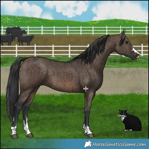 Horse Color:Brown Dun Brindle 