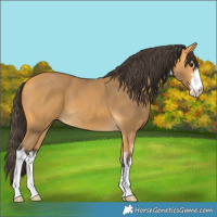 Horse Color:White Spotted Buckskin 