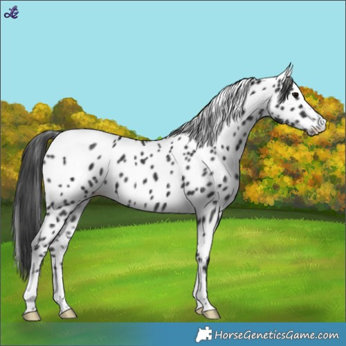 Horse Color:Black Leopard