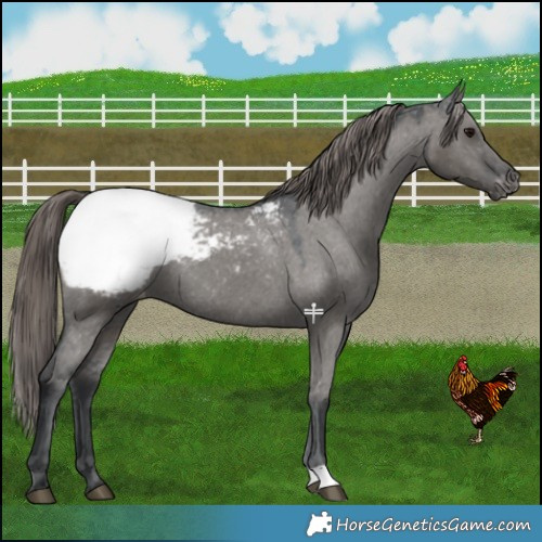 Horse Color:Grullo Mushroom Snowcap 
