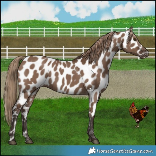 Horse Color:Liver Red Dun Near Leopard 