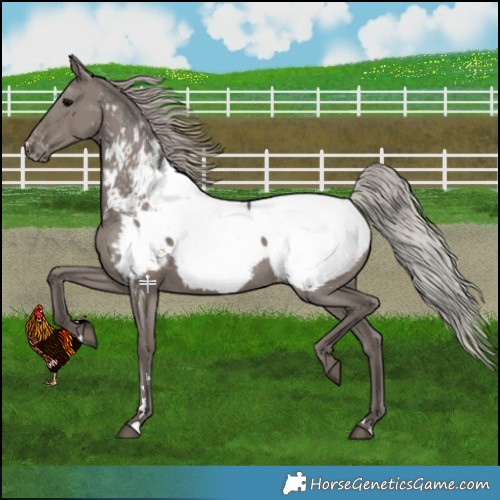 Horse Color:Silver Grullo Near Fewspot 