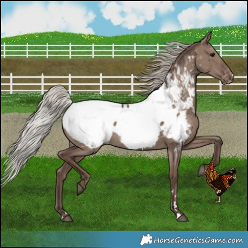 Horse Color:Silver Grullo Near Fewspot 