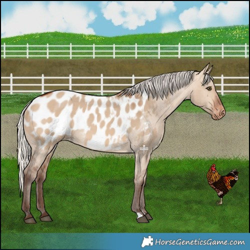 Horse Color:Silver Bay Dun Blanket 