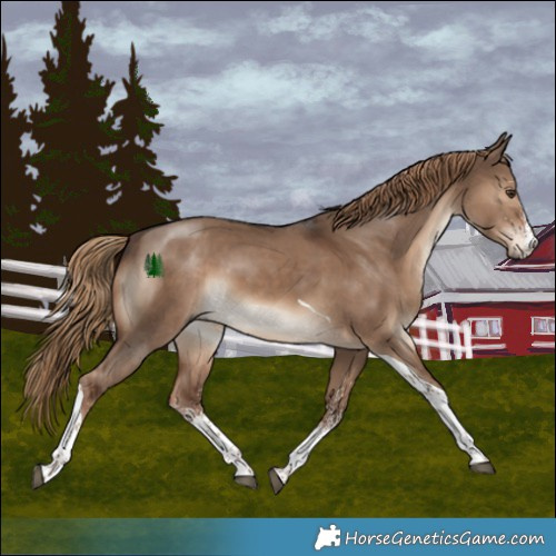 Horse Color:White Spotted Liver Red Dun Tobiano 
