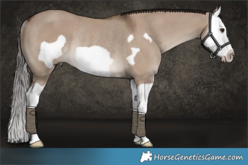 Horse Color:Liver Red Dun Splash Frame Rabicano 