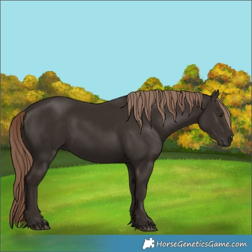 Horse Color:Liver Chestnut 