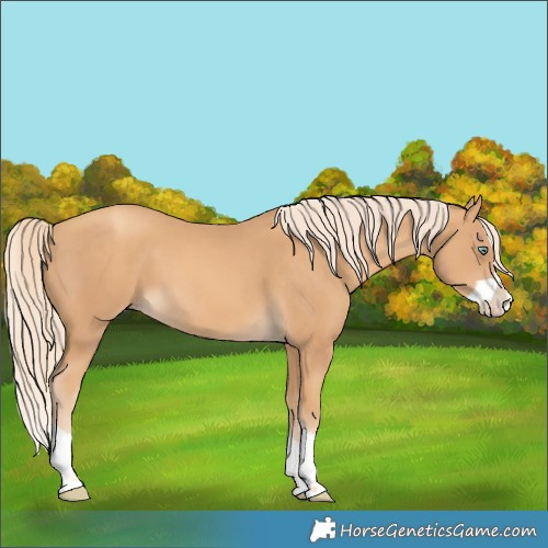 Horse Color:Gold Cream Champagne Splash 