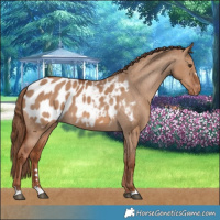Horse Color:Red Dun Blanket 