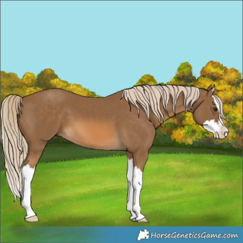 Horse Color:Chocolate Palomino Splash 