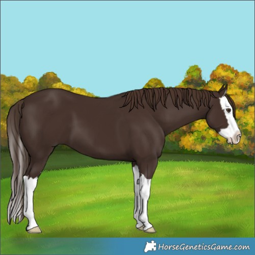 Horse Color:Liver Chestnut Splash 