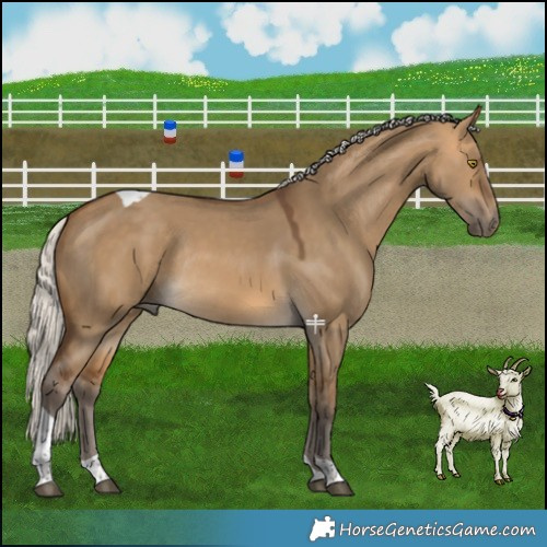 Horse Color:Silver Buckskin Dun Tobiano Rabicano 