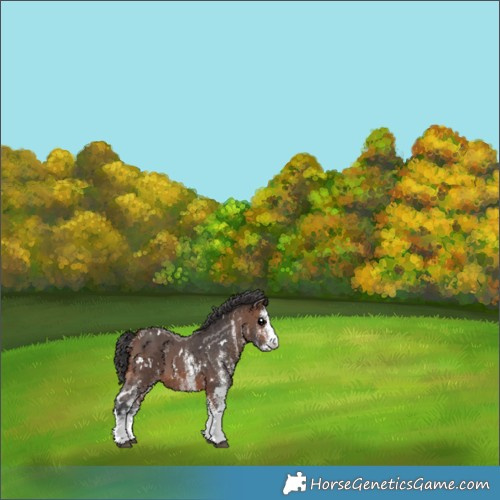 Horse Color:White Spotted Brown 