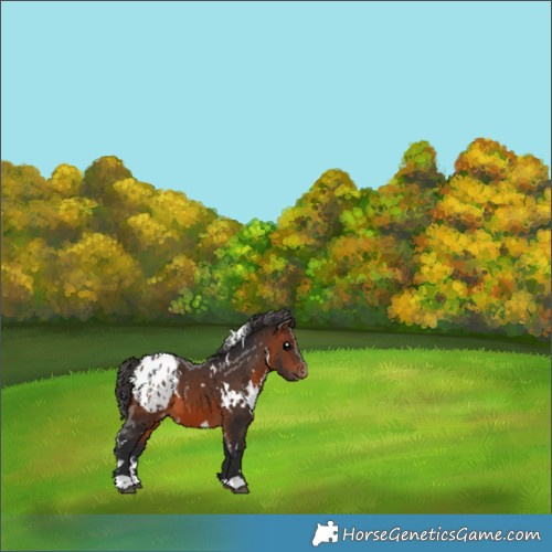 Horse Color:White Spotted Brown Appaloosa 