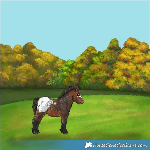 Horse Color:White Spotted Bay Appaloosa