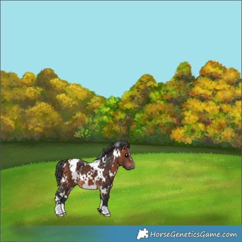 Horse Color:White Spotted Bay 