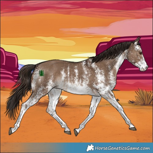 Horse Color:White Spotted Liver Red Dun Rabicano