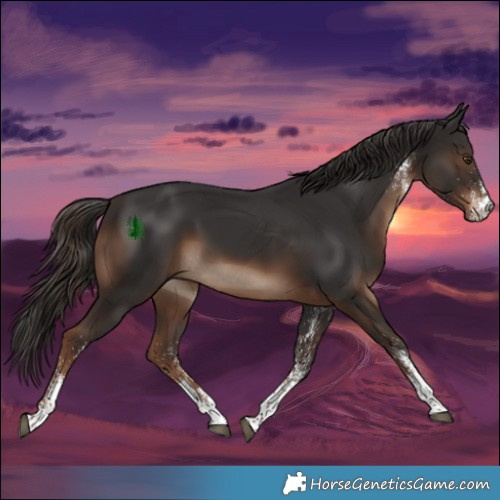 Horse Color:White Spotted Liver Chestnut