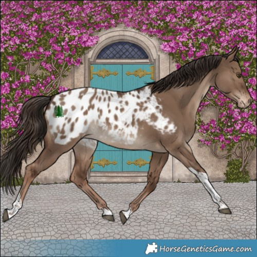 Horse Color:Liver Red Dun Tobiano Appaloosa 
