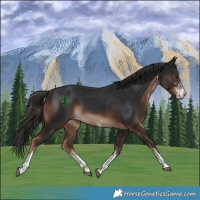 Horse Color:White Spotted Liver Chestnut Rabicano 