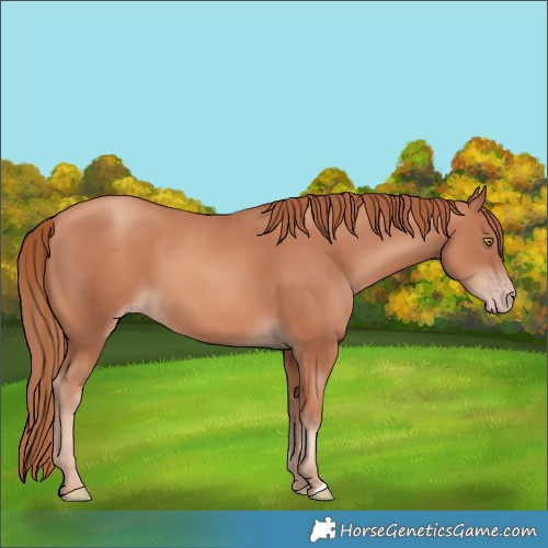 Horse Color:Gold Champagne 