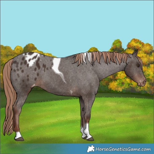 Horse Color:Liver Chestnut Tobiano Appaloosa 