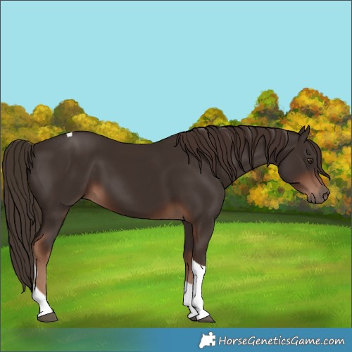 Horse Color:Liver Chestnut Tobiano 