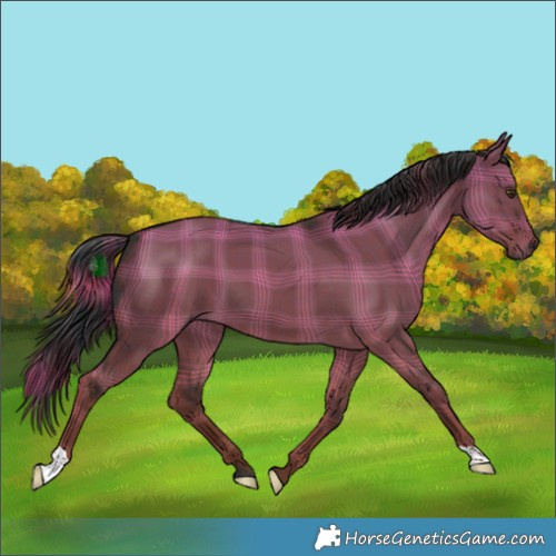 Horse Color:Plaid  Liver Red Dun 