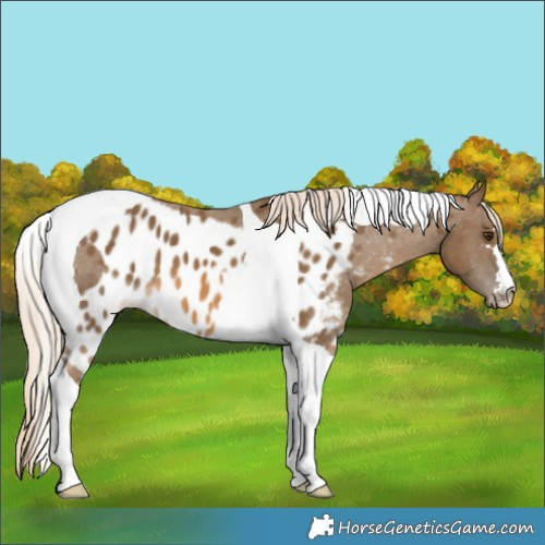 Horse Color:Chocolate Palomino Tobiano Skewed LP Spotted 