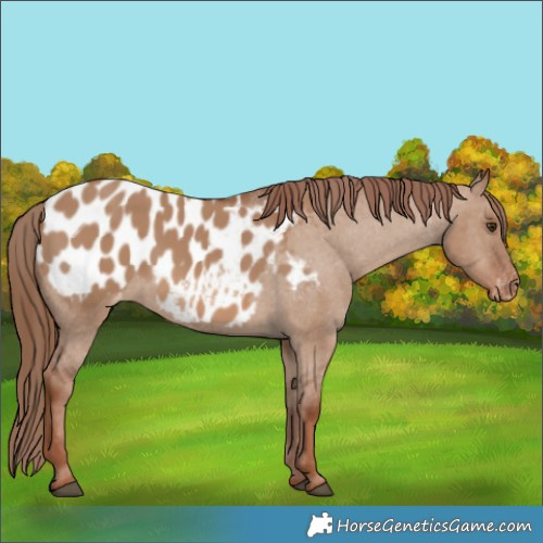 Horse Color:Red Dun Blanket 