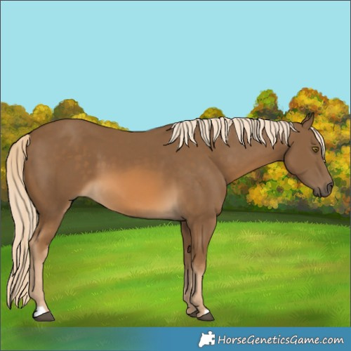 Horse Color:Chocolate Palomino 