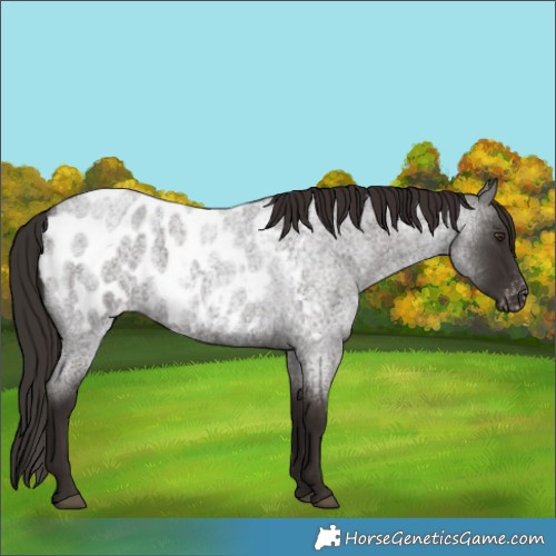Horse Color:Liver Red Roan Appaloosa 