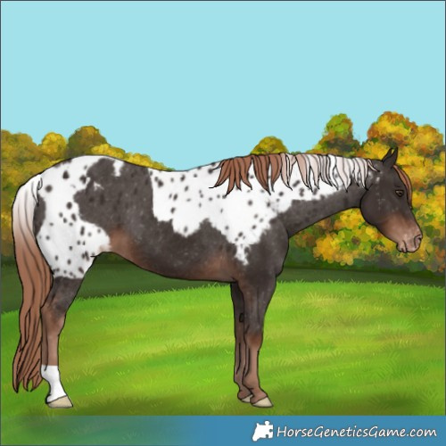 Horse Color:Liver Chestnut Skewed LP Spotted 
