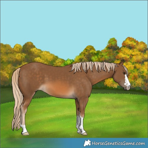 Horse Color:Chocolate Palomino 