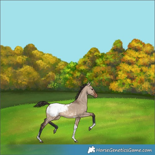 Horse Color:Brown Dun Tobiano Snowcap 