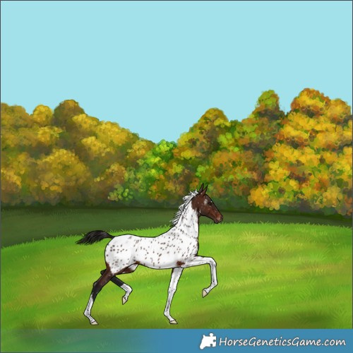 Horse Color:Gray Bay Tobiano Near Leopard 
