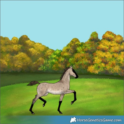 Horse Color:Void Brown Dun Splash Snowflake Varnish 