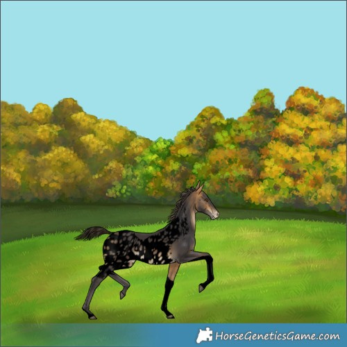 Horse Color:Void Buckskin Tobiano Skewed Appaloosa 