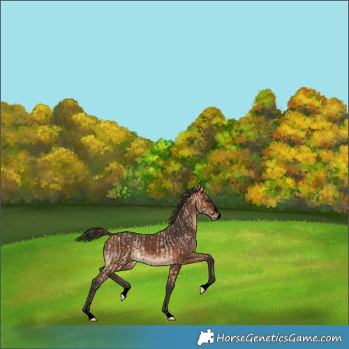 Horse Color:Void Bay Dun Skewed Appaloosa  and Void Bay Skewed Appaloosa 
