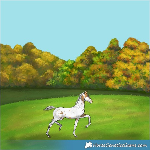 Horse Color:Buckskin Harlequin Merle Tobiano Appaloosa 
