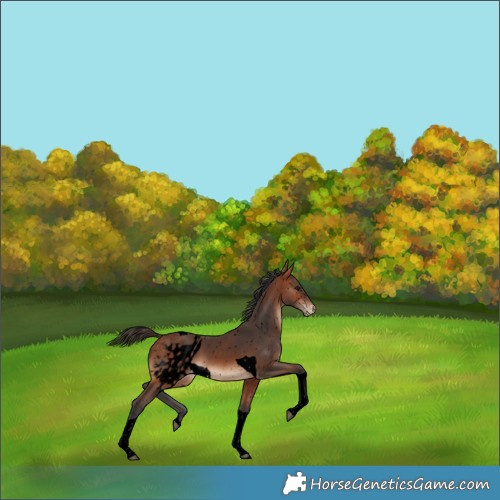 Horse Color:Void Bay Tobiano Skewed LP Spotted 