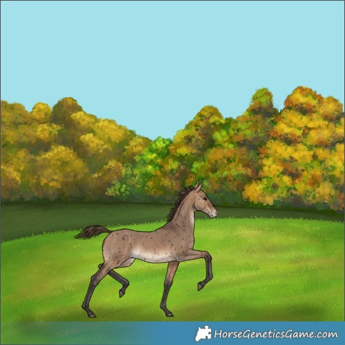 Horse Color:Void Bay Dun Skewed Appaloosa 